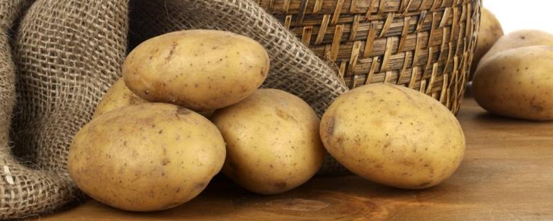 土豆在地里就变绿能吃吗
