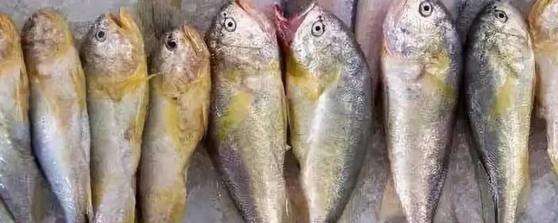天津鲫头鱼是什么鱼