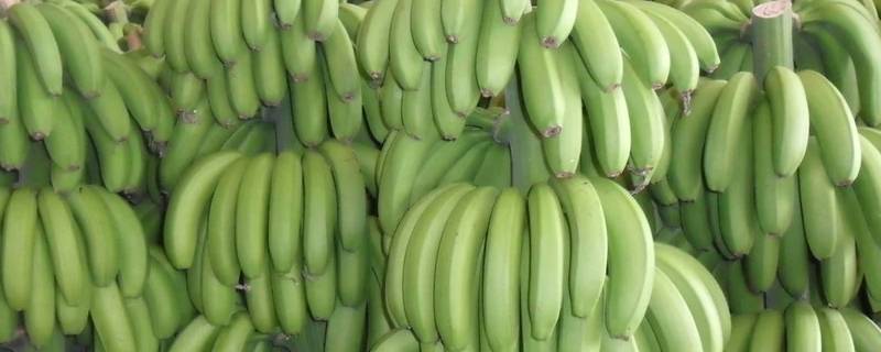 怎么催熟绿香蕉