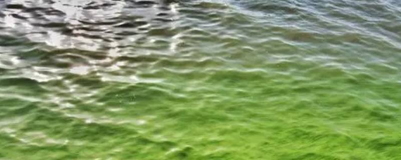 蓝藻属于真核生物还是原核生物