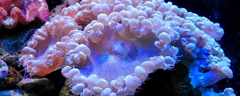 珊瑚虫是腔肠动物吗