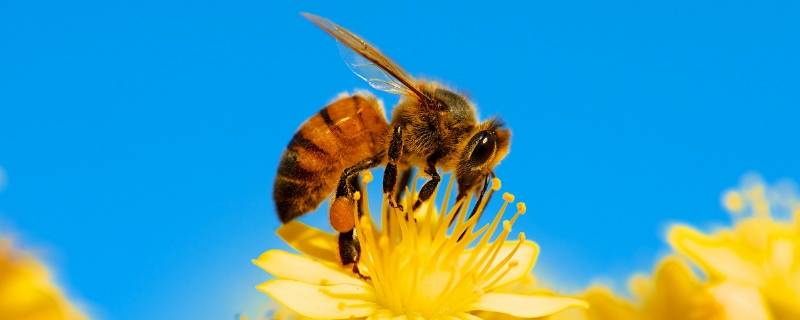 中国常见的蜜蜂有几种