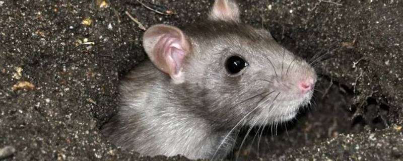 老鼠是哺乳动物吗
