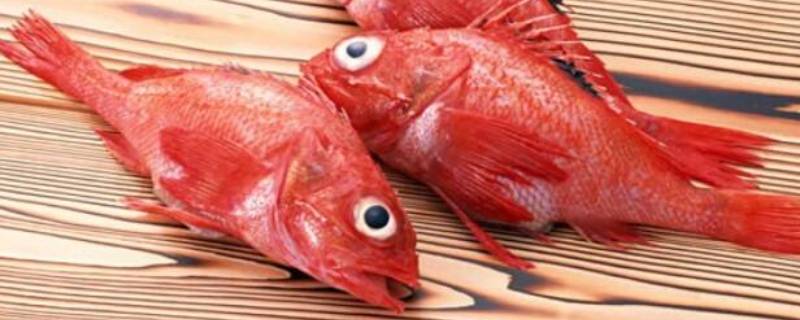 红色大头鱼是什么鱼