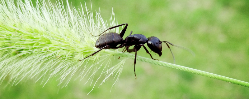 蚂蚁是益虫吗