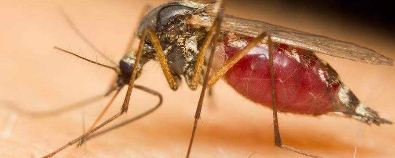 蚊子在家里会繁殖吗