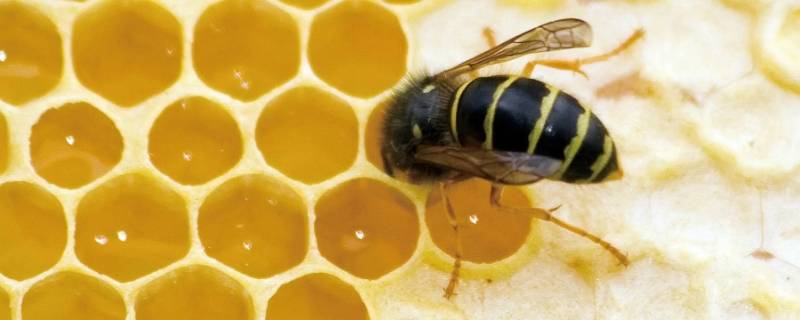 蜜蜂的幼虫会用什么把自己包裹起来成为什么