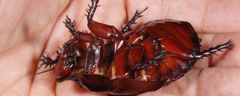 黑色蟑螂和棕色蟑螂的区别