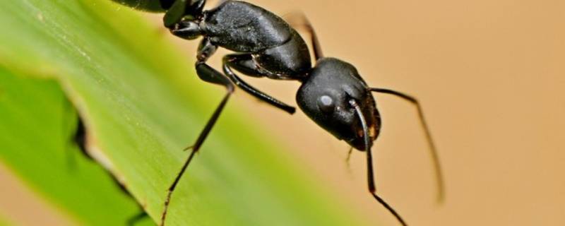 蚂蚁怎么能彻底消灭偏方