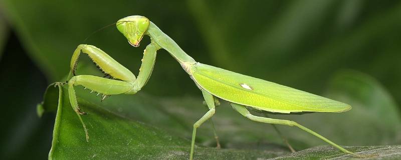 螳螂为什么有绿色和褐色