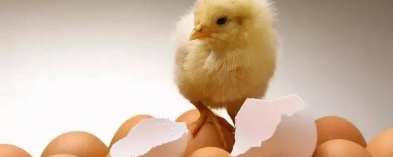 孵化鸡蛋的温度和湿度