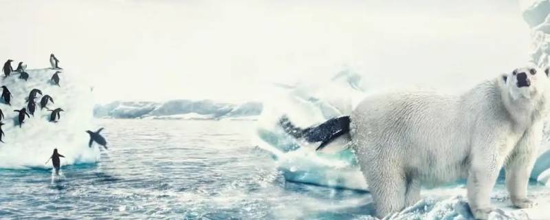 北极熊和企鹅为什么不怕冷