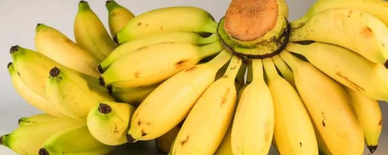 小米蕉和苹果蕉有啥区别吗