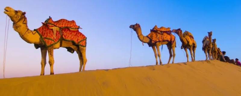 骆驼寿命一般多少年