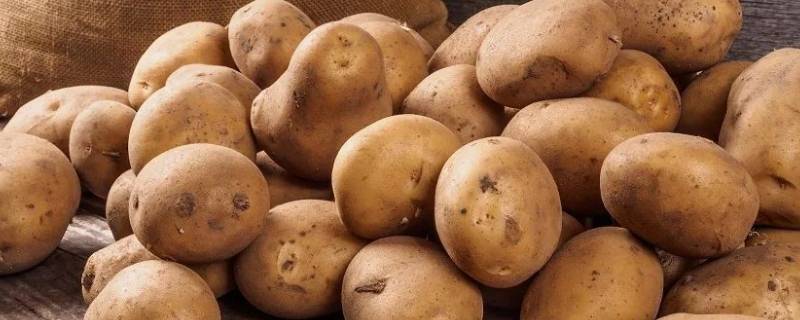 土豆的茎为什么在土里