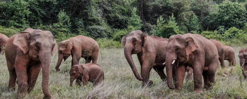 象群首领是公象还是母象